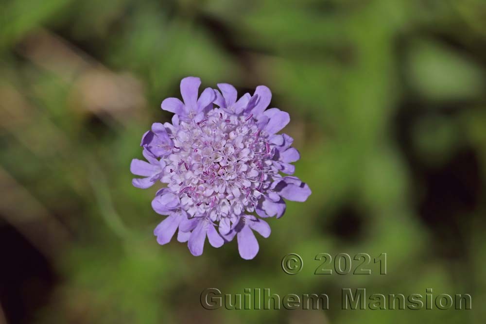 Scabiosa columbaria