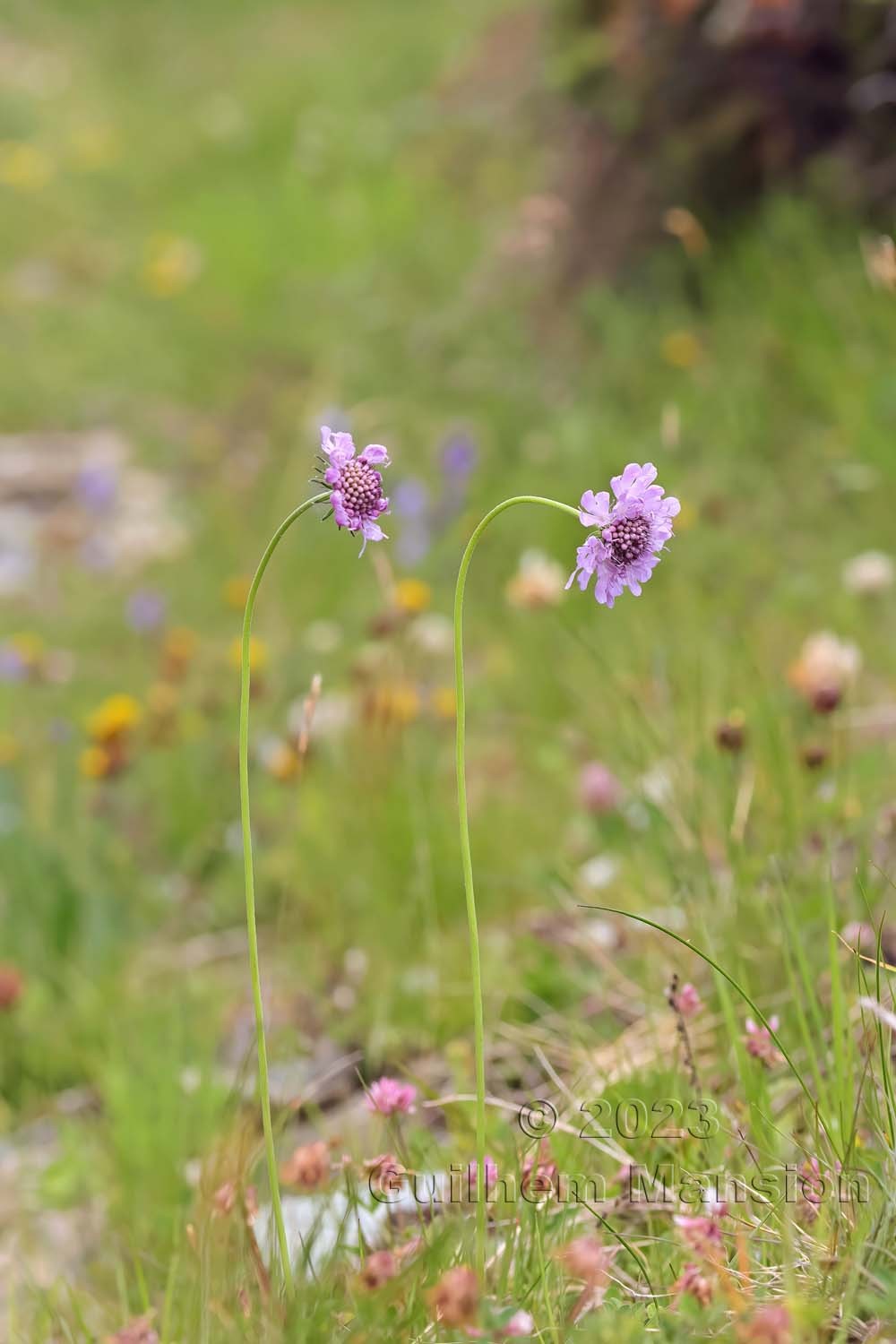 Scabiosa lucida