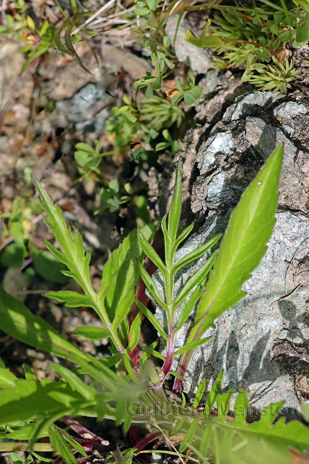 Scabiosa lucida