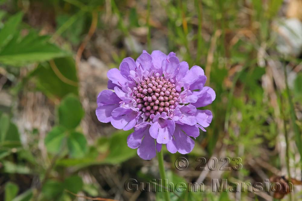 Scabiosa lucida