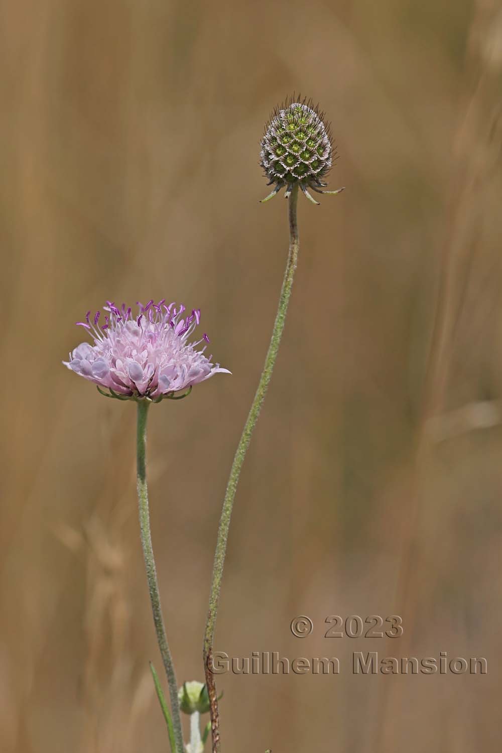 Scabiosa triandra