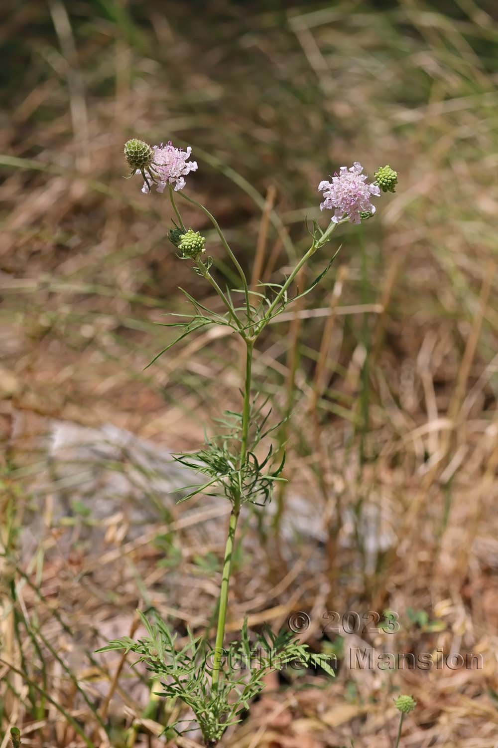 Scabiosa triandra