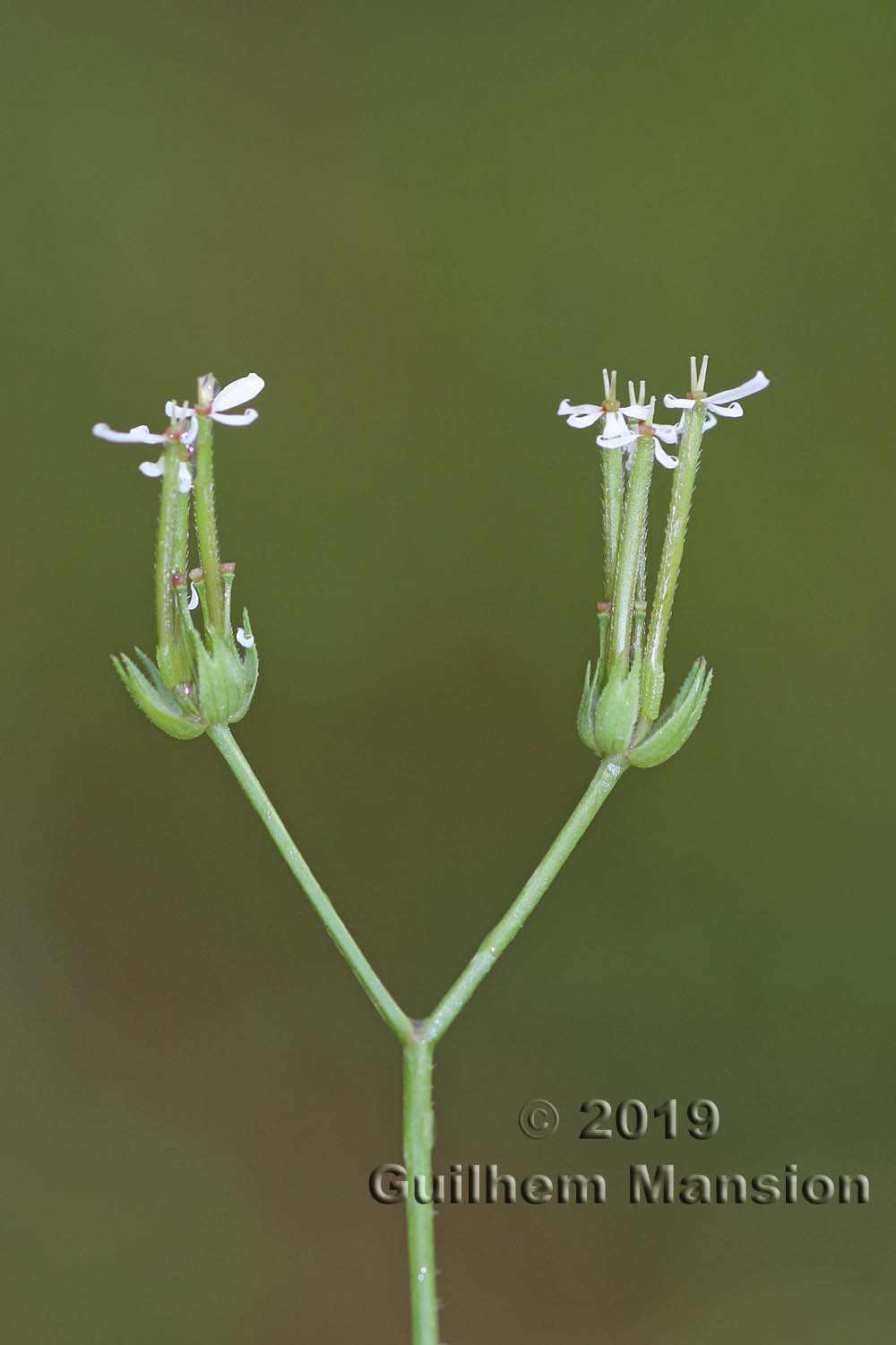 Scandix pecten-veneris