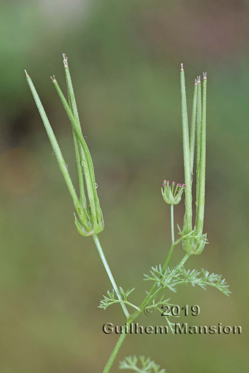 Scandix pecten-veneris