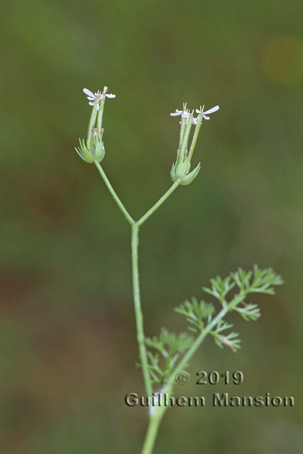 Scandix pecten-veneris