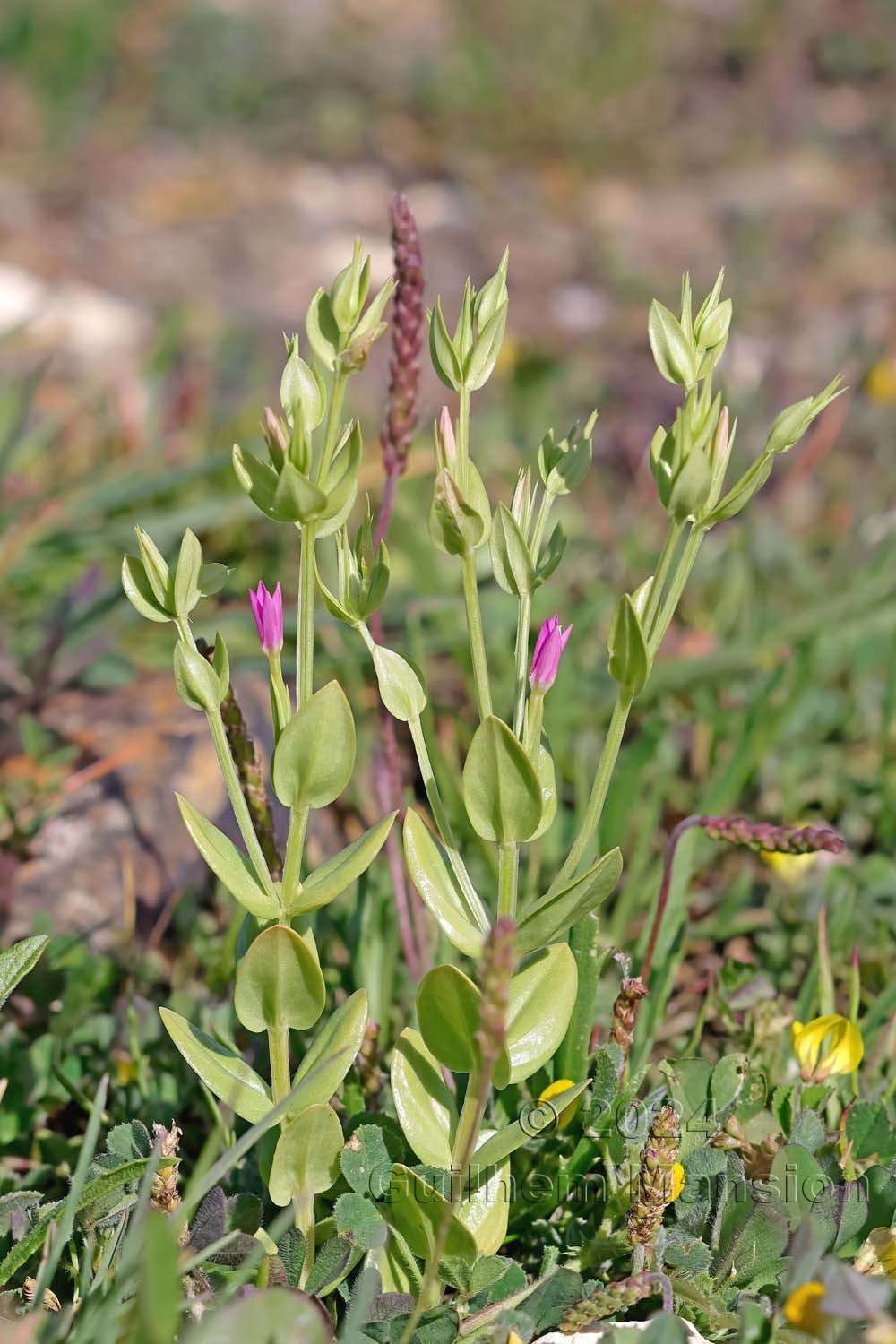 Schenkia spicata