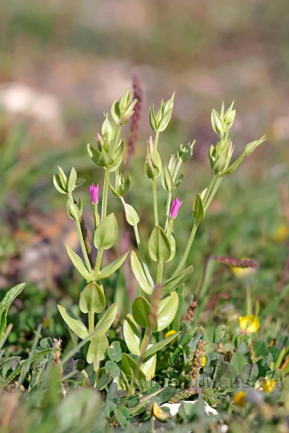Schenkia spicata