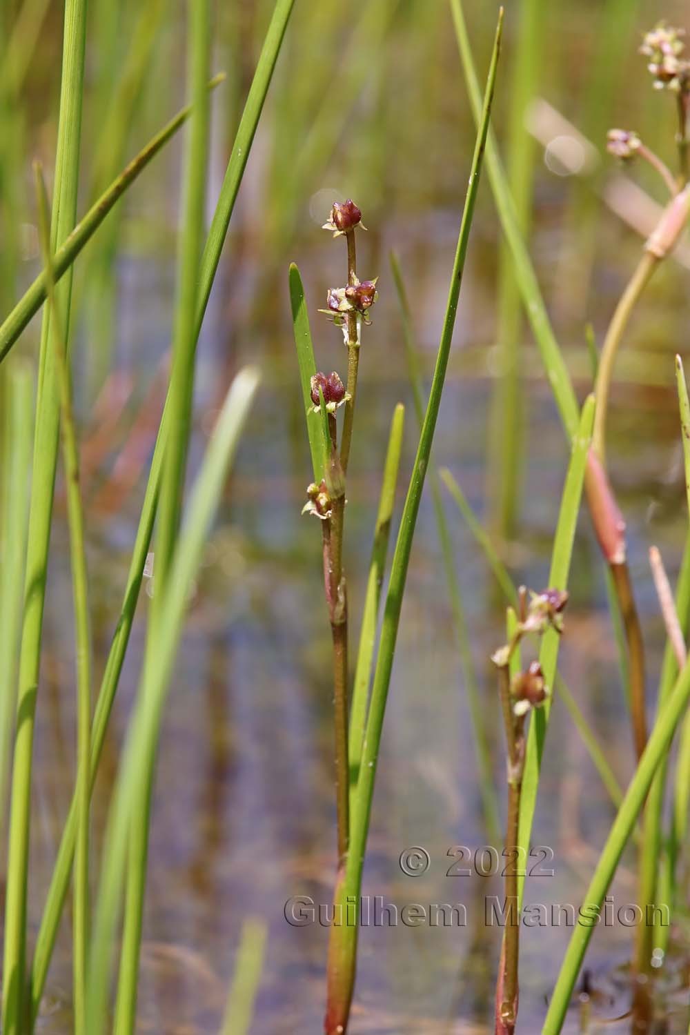 Scheuchzeria palustris