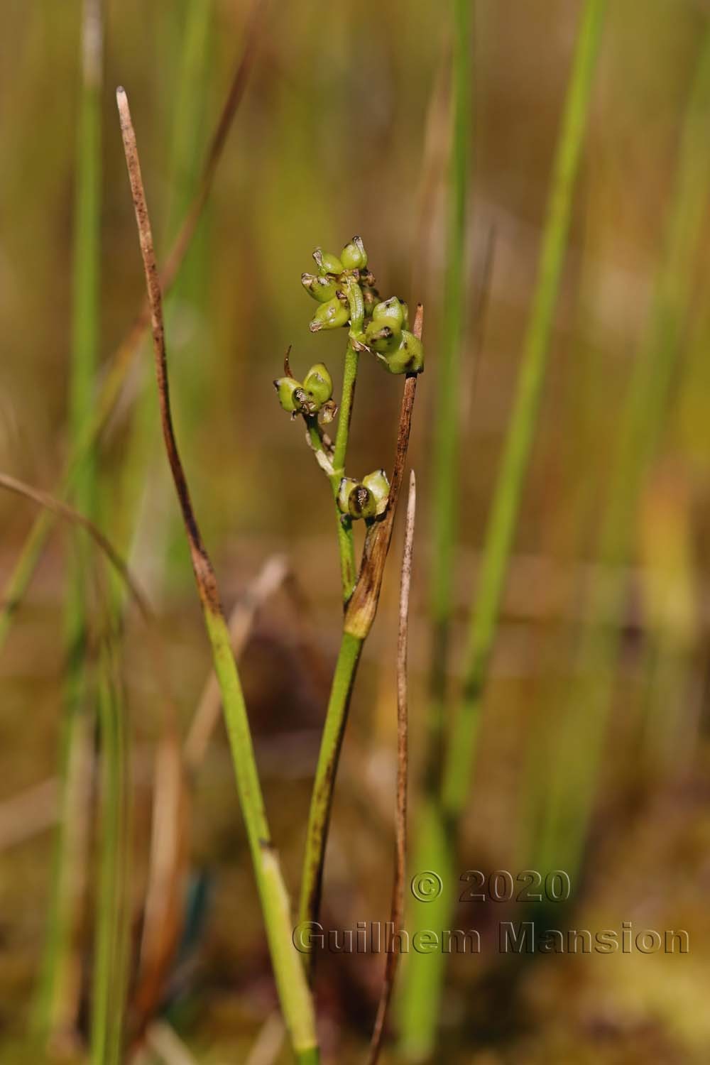 Scheuchzeria palustris