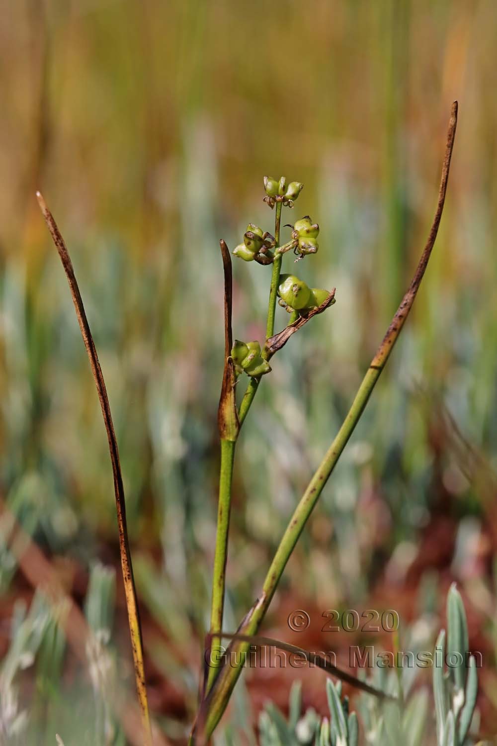 Scheuchzeria palustris