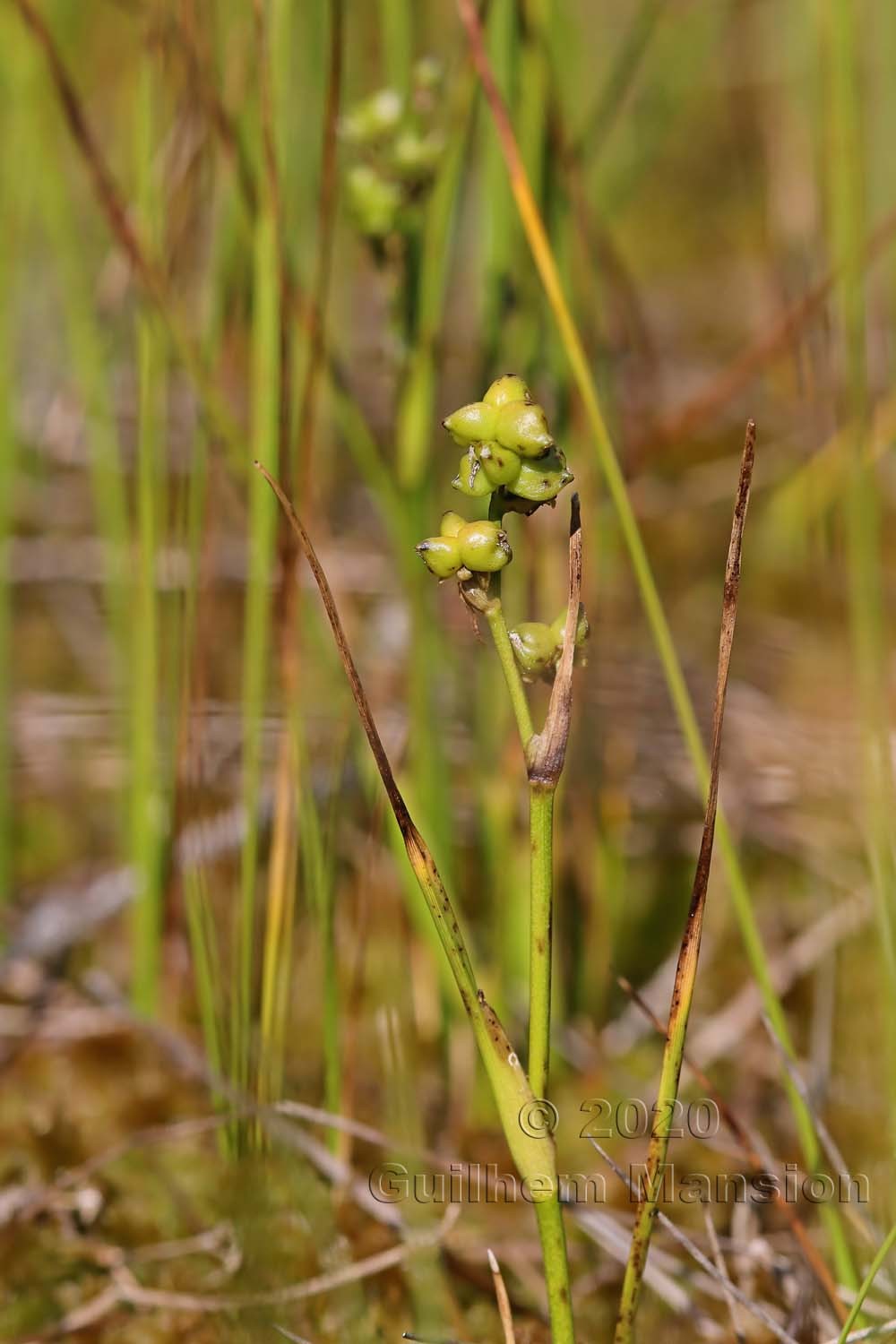 Scheuchzeria palustris