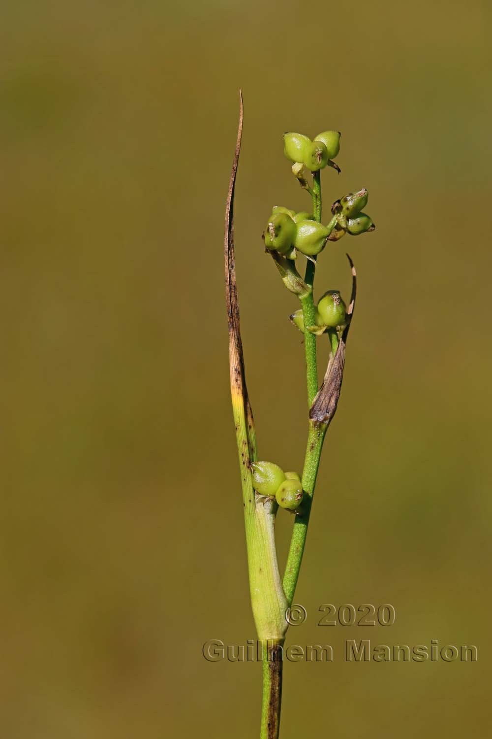 Family -  Scheuchzeriaceae