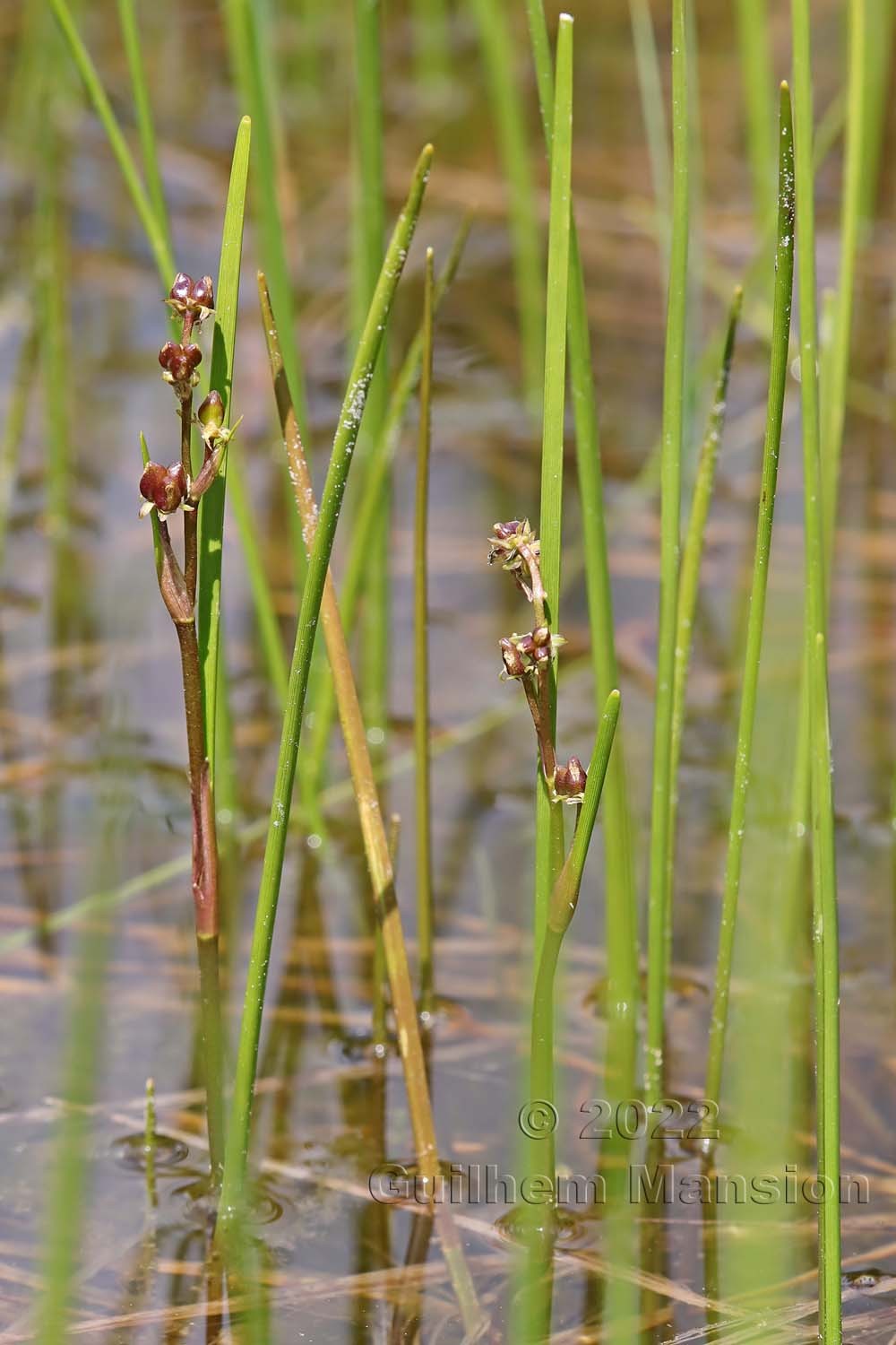 Scheuchzeria palustris