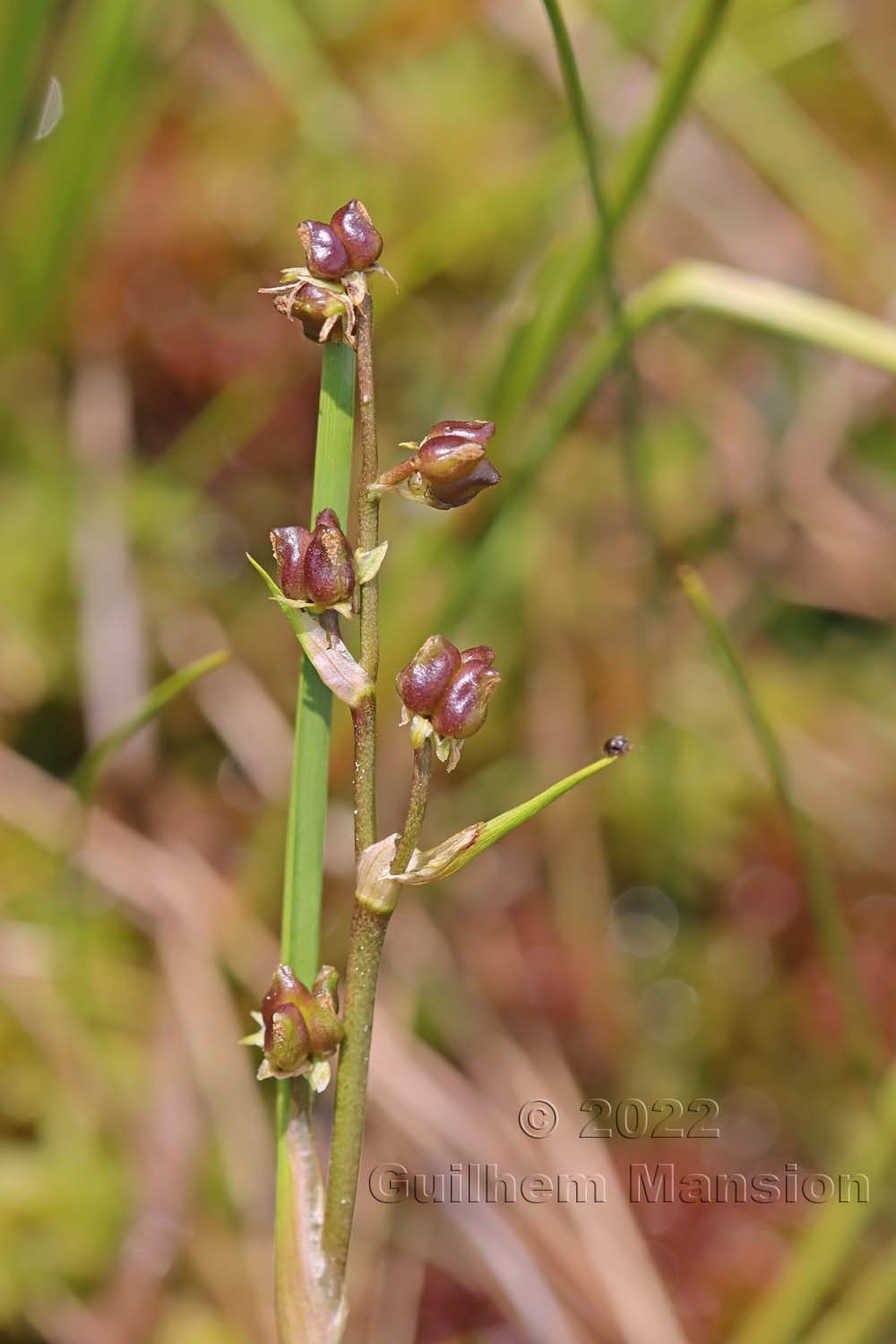 Scheuchzeria palustris