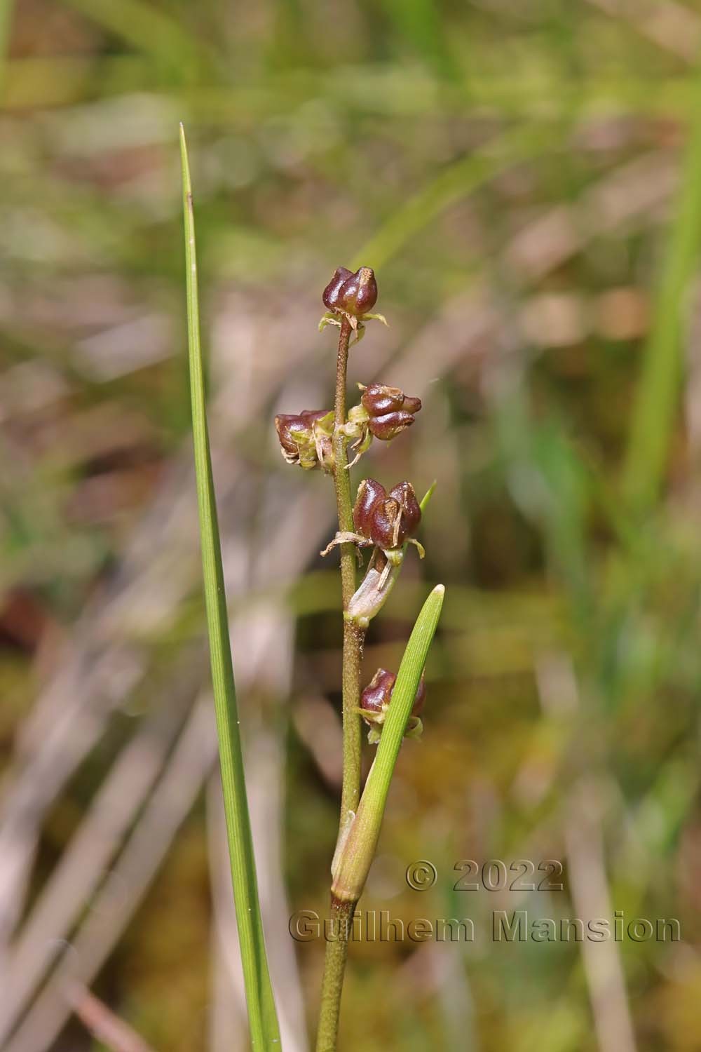 Scheuchzeria palustris