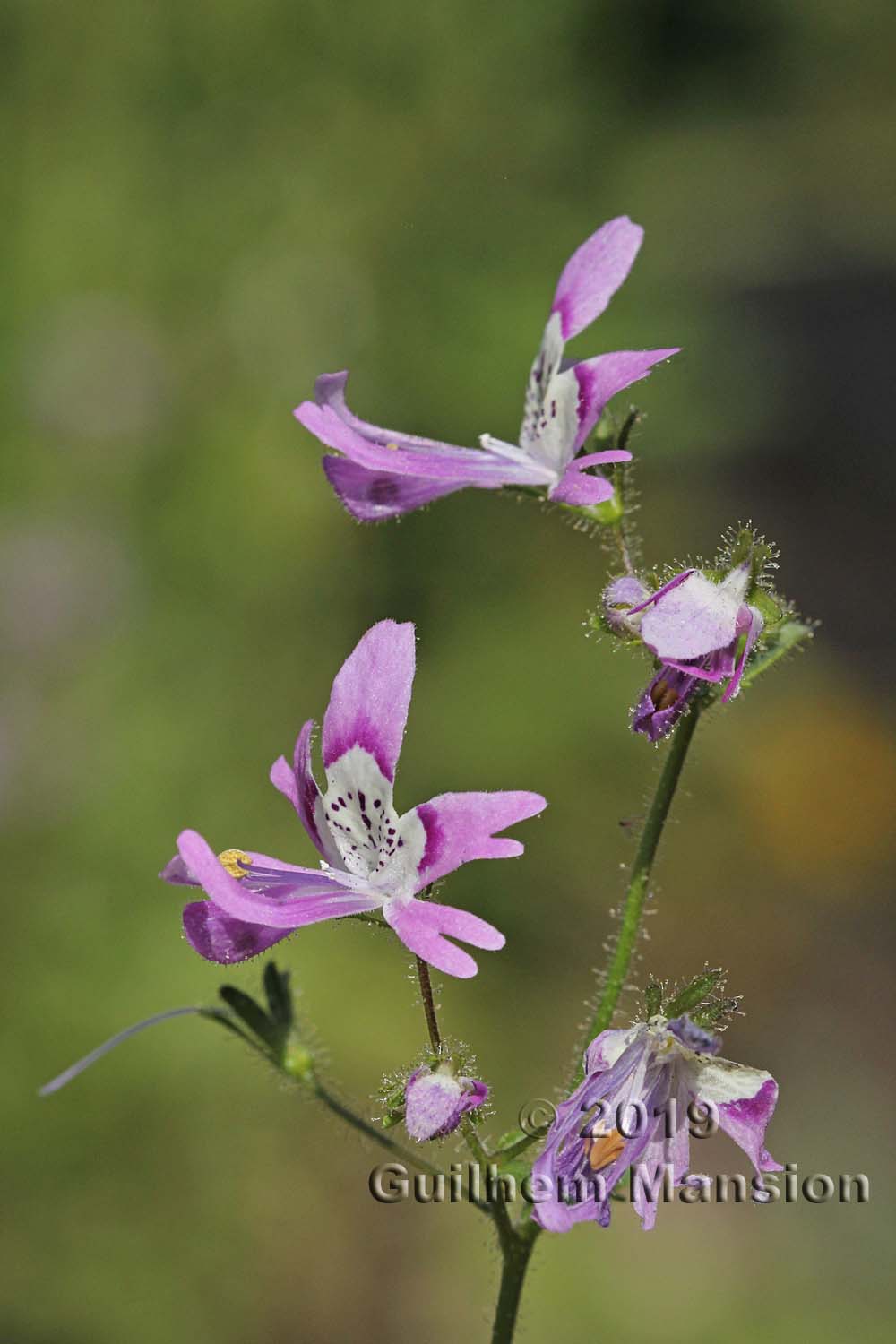 Schizanthus pinnatus