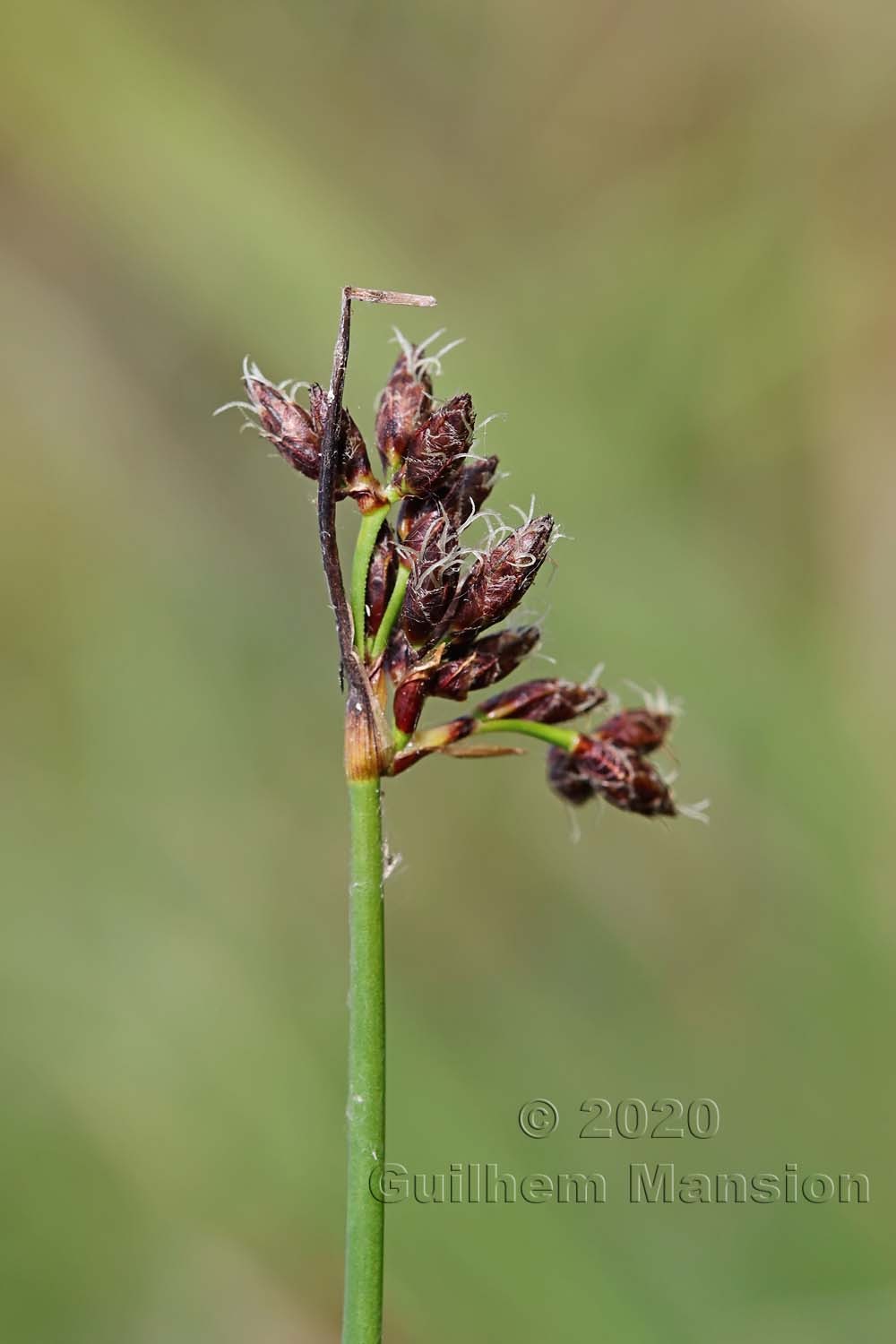 Schoenoplectus tabernaemontani