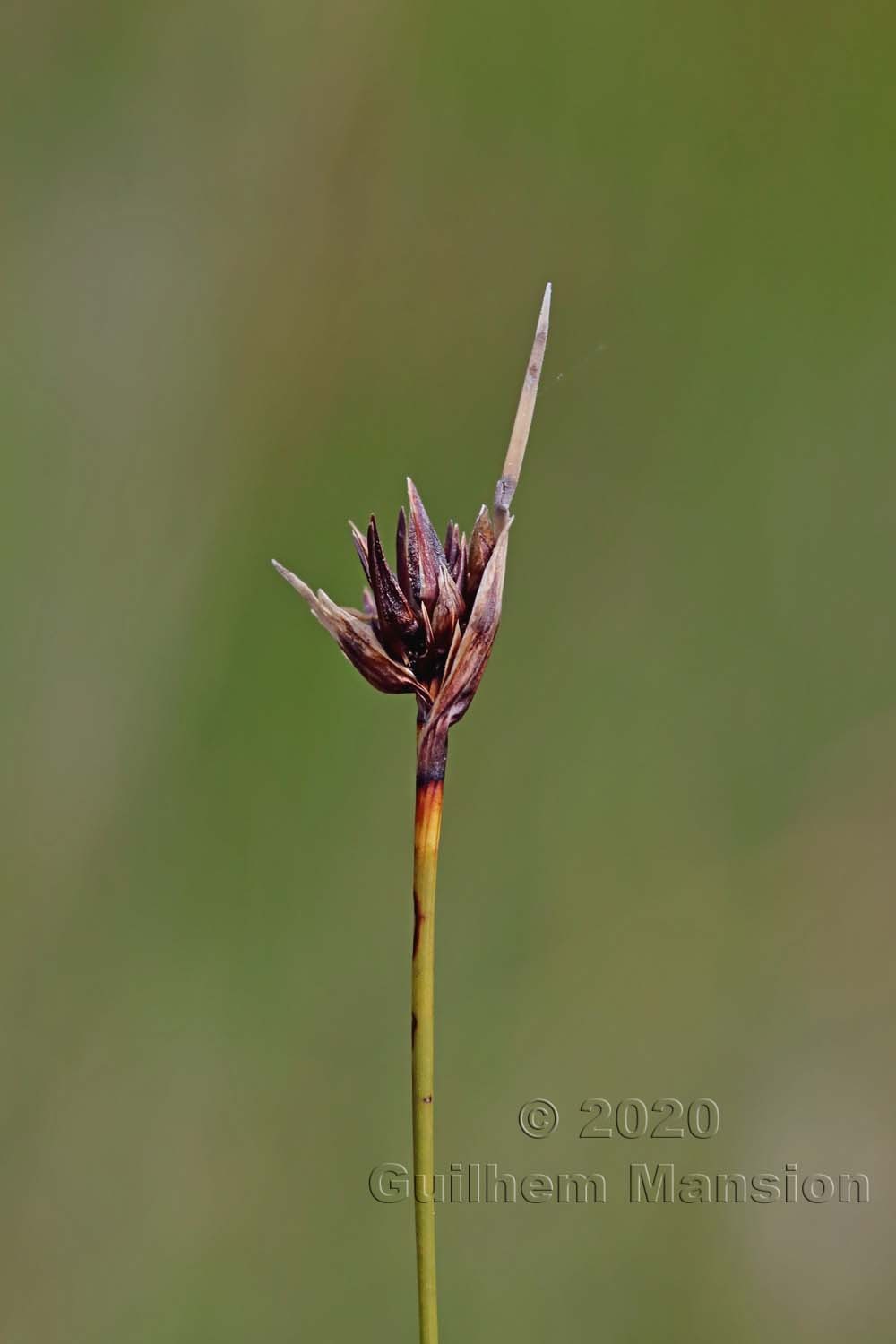 Schoenus ferrugineus