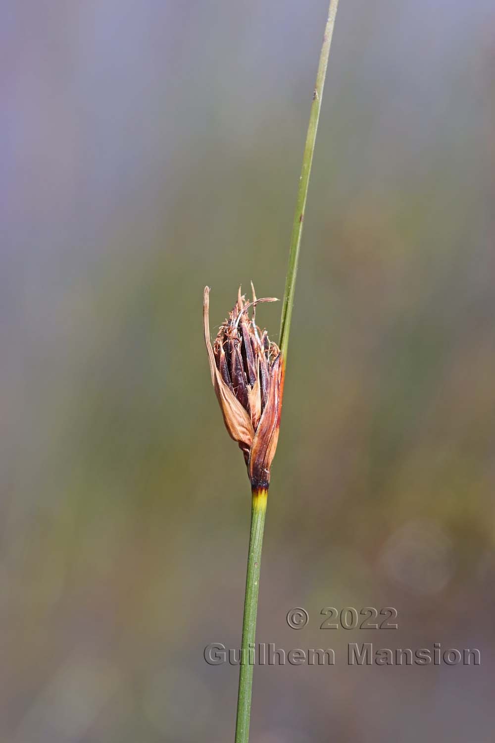 Schoenus nigricans