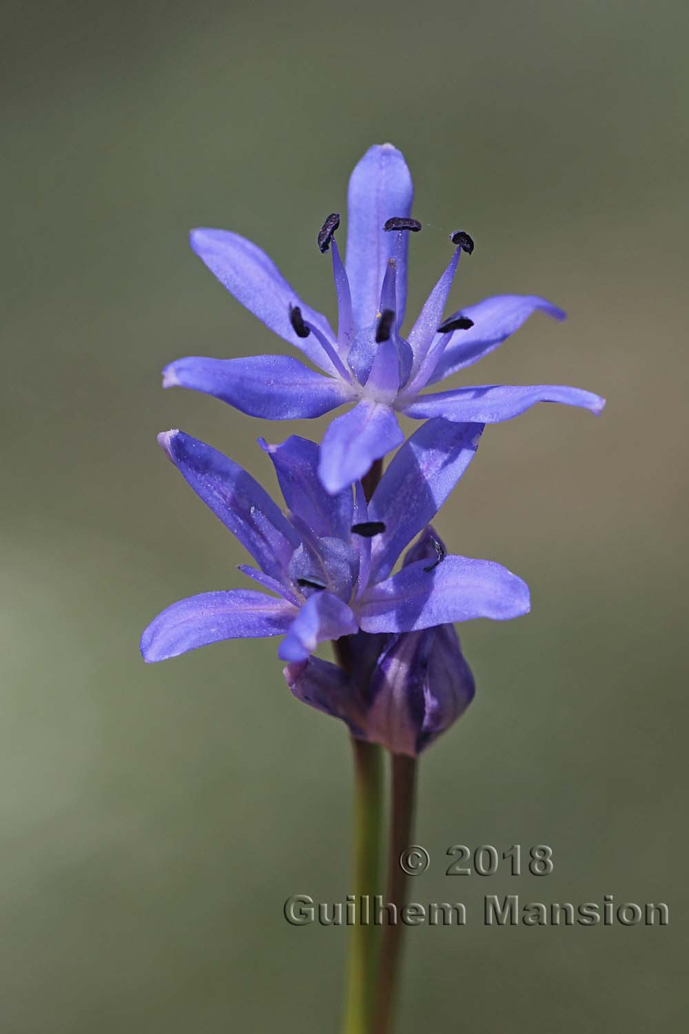 Scilla bifolia