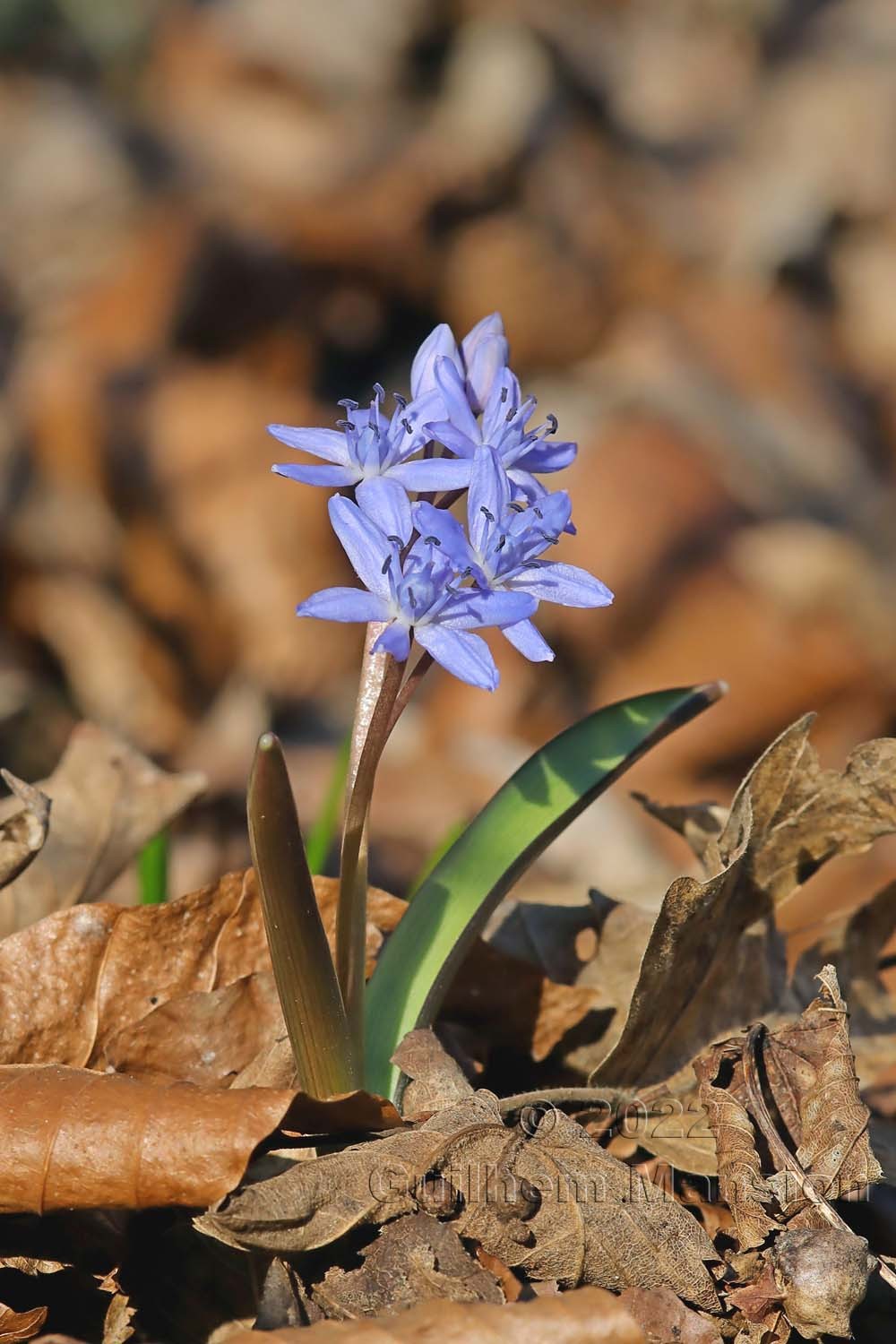 Scilla bifolia