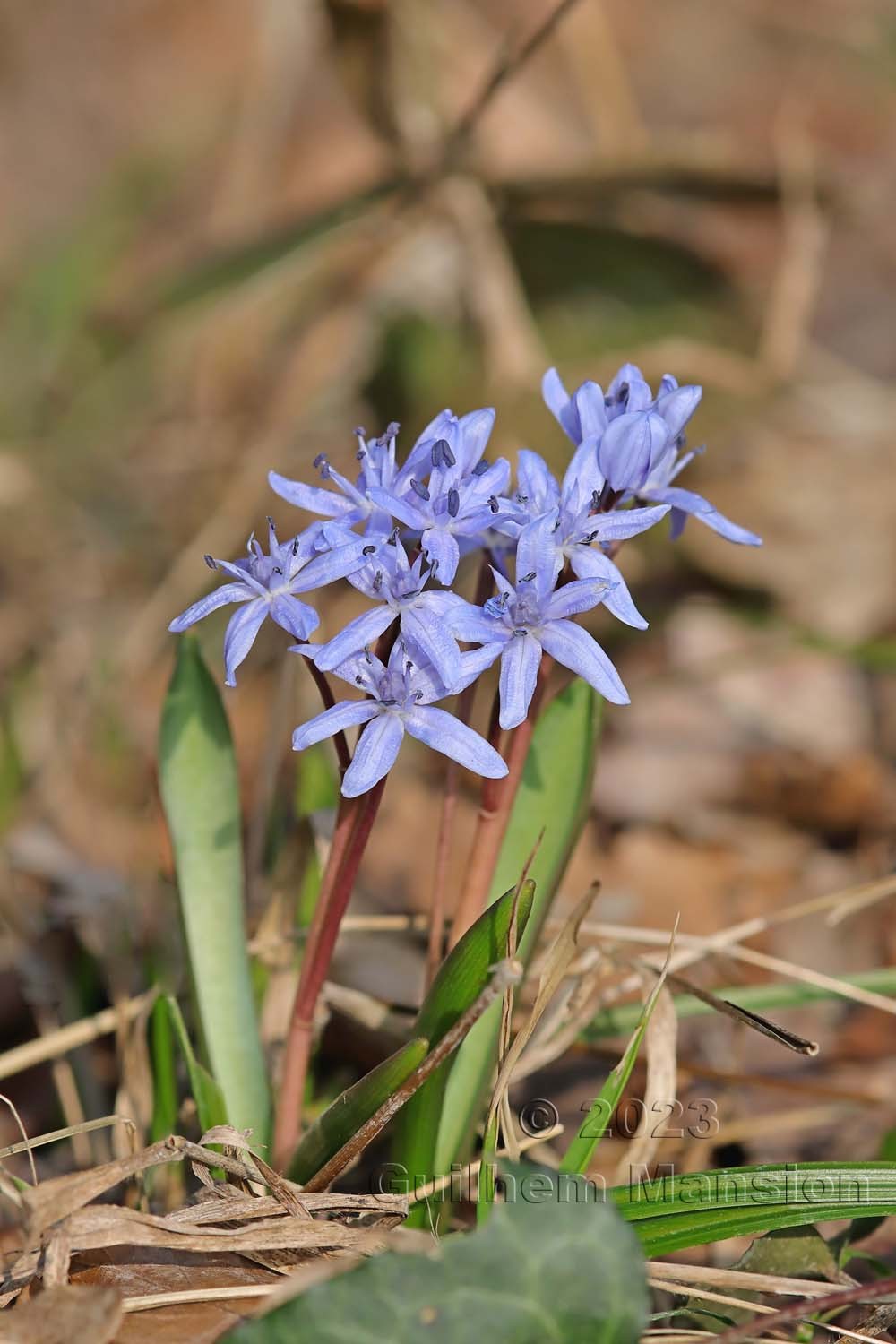 Scilla bifolia