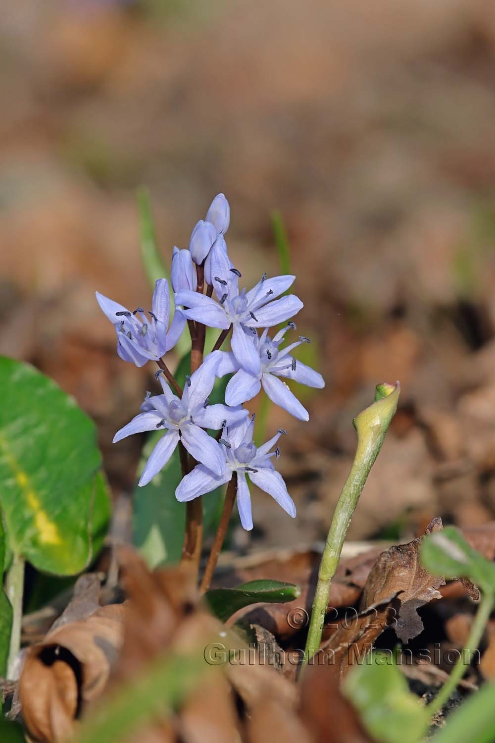 Scilla bifolia