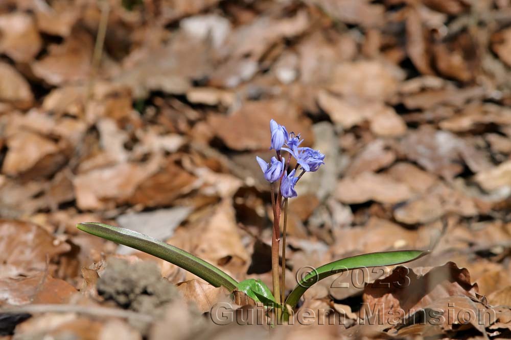 Scilla bifolia