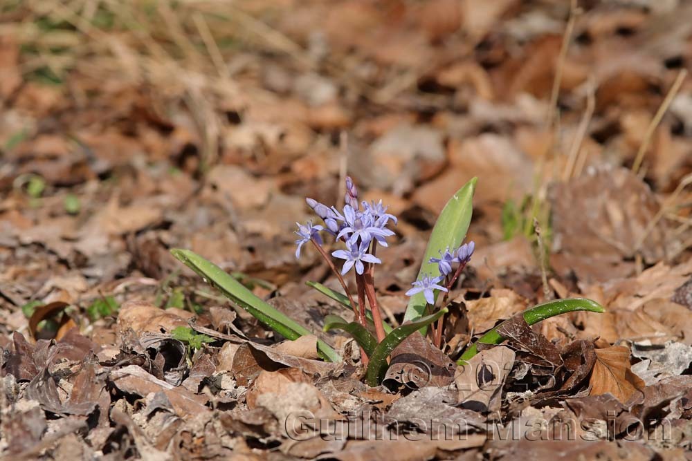 Scilla bifolia