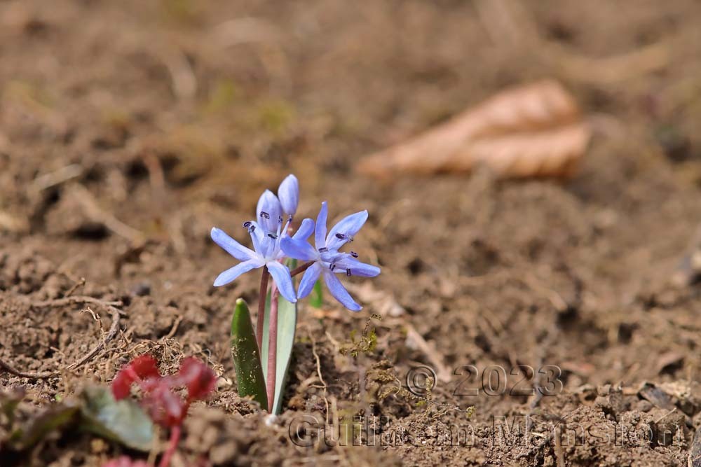 Scilla bifolia