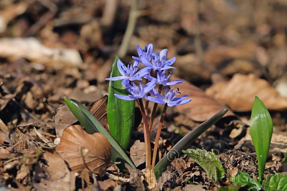 Scilla bifolia