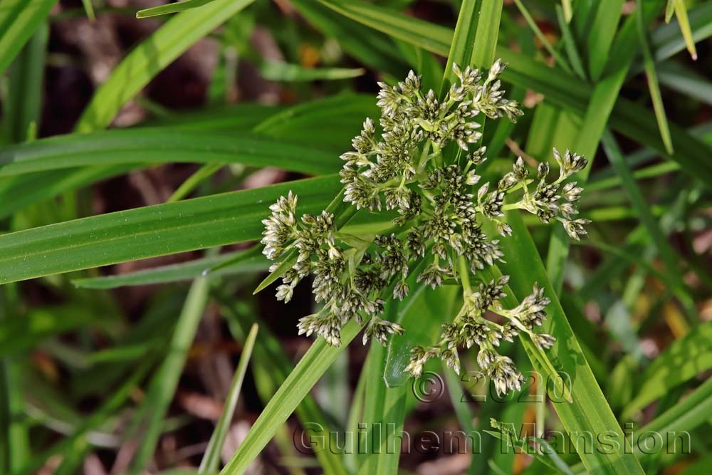 Scirpus sylvaticus