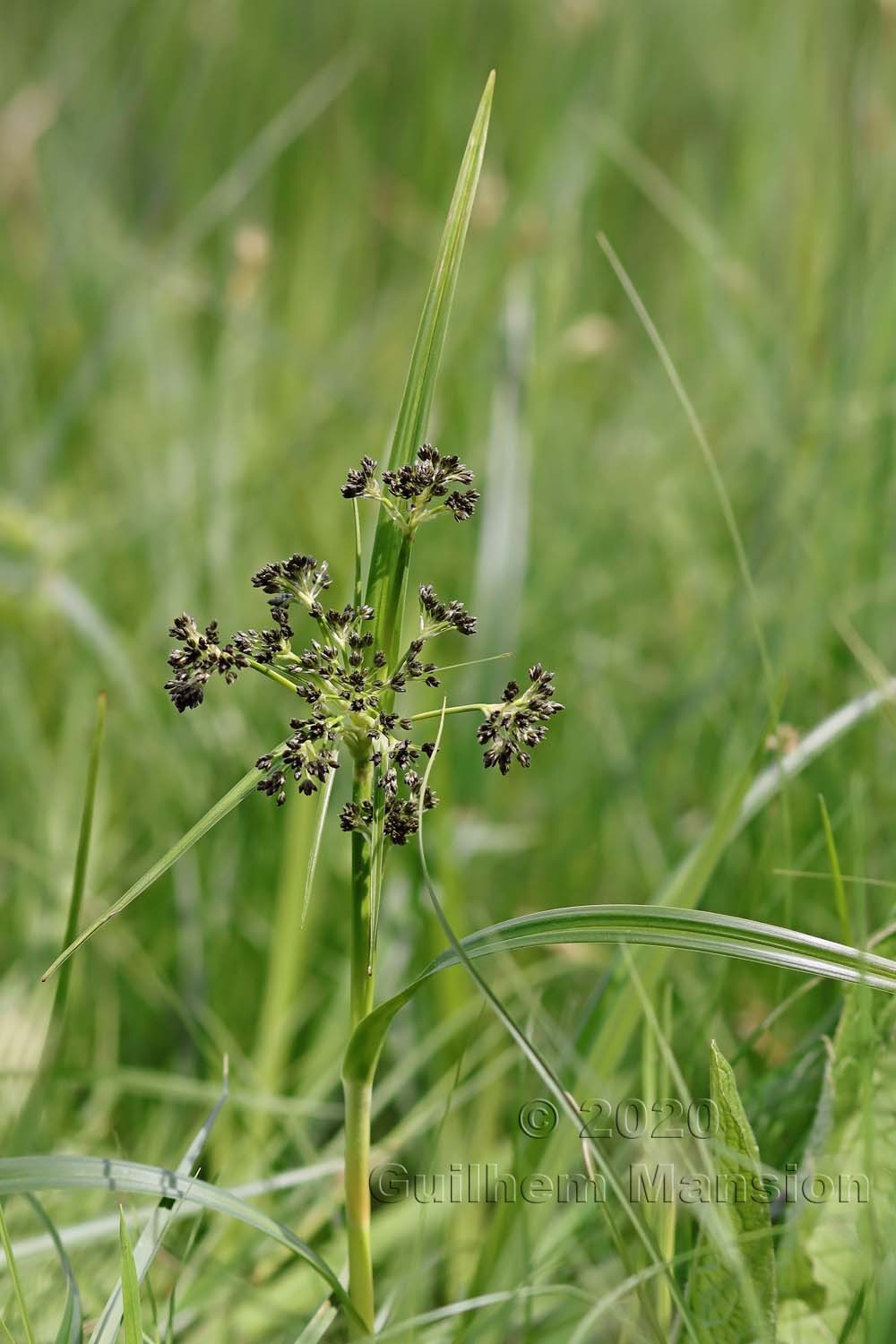 Scirpus sylvaticus