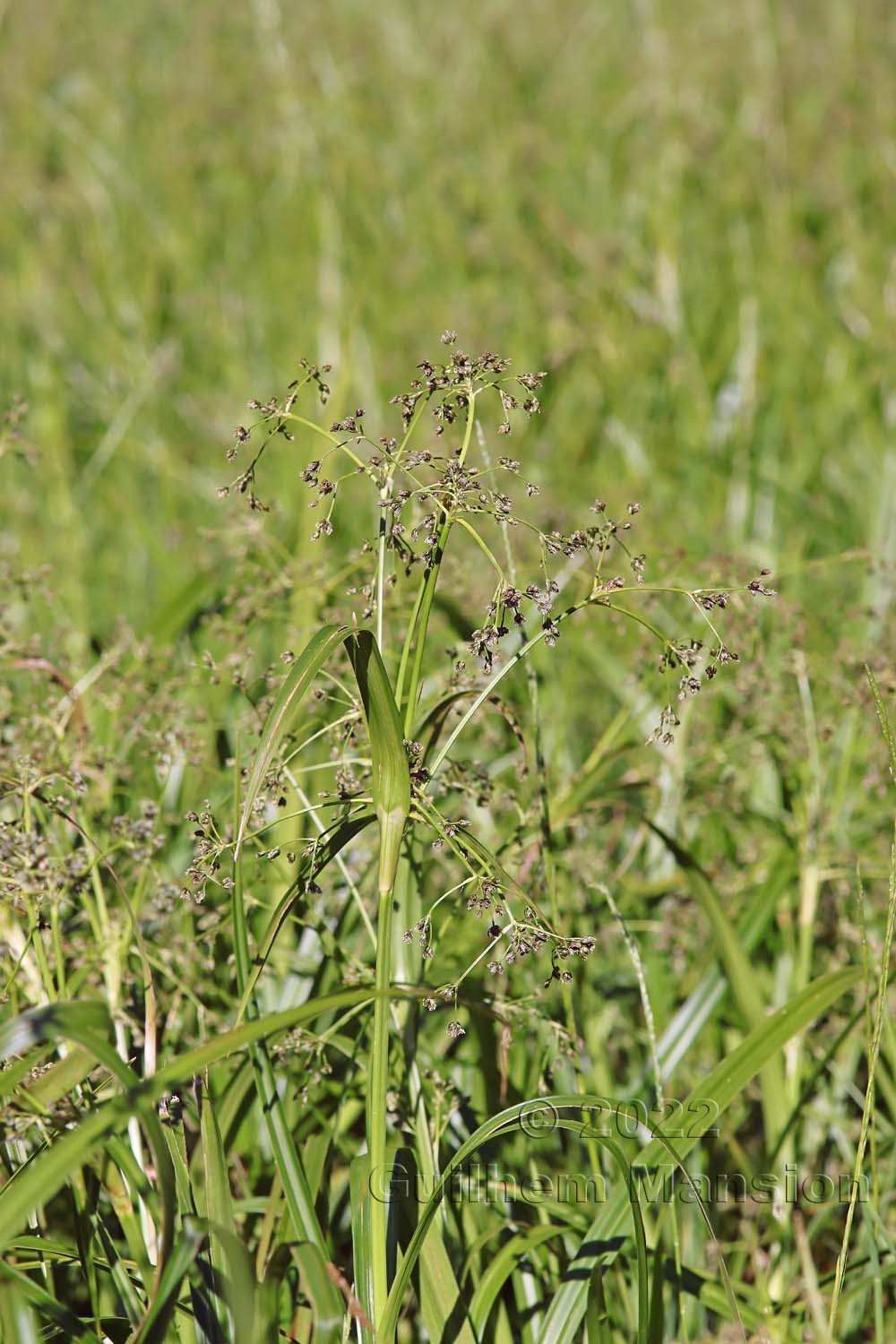 Scirpus sylvaticus