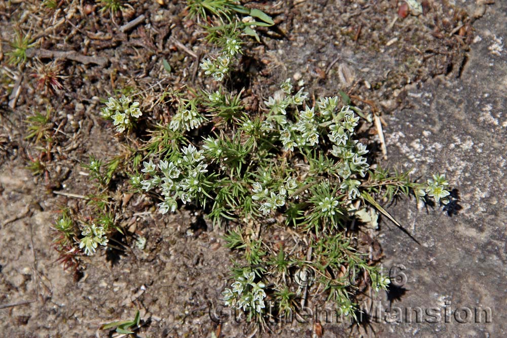 Scleranthus perennis