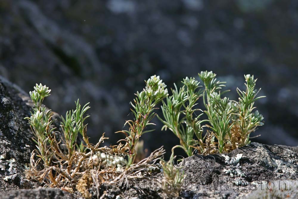 Scleranthus perennis