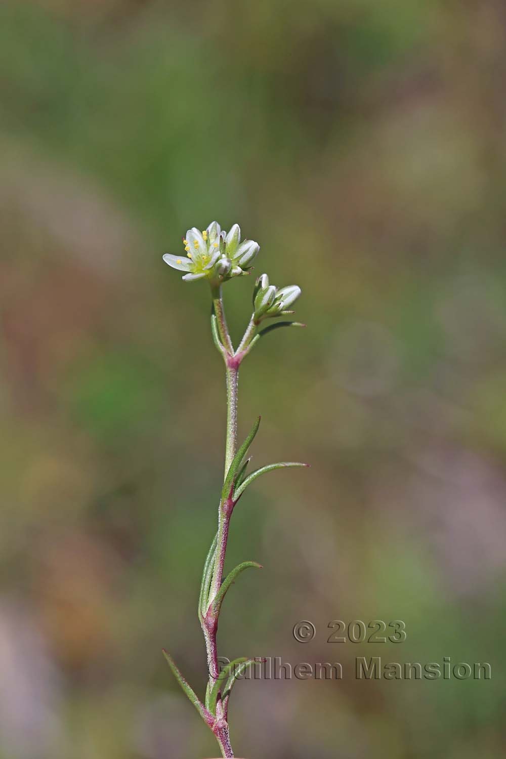 Scleranthus perennis