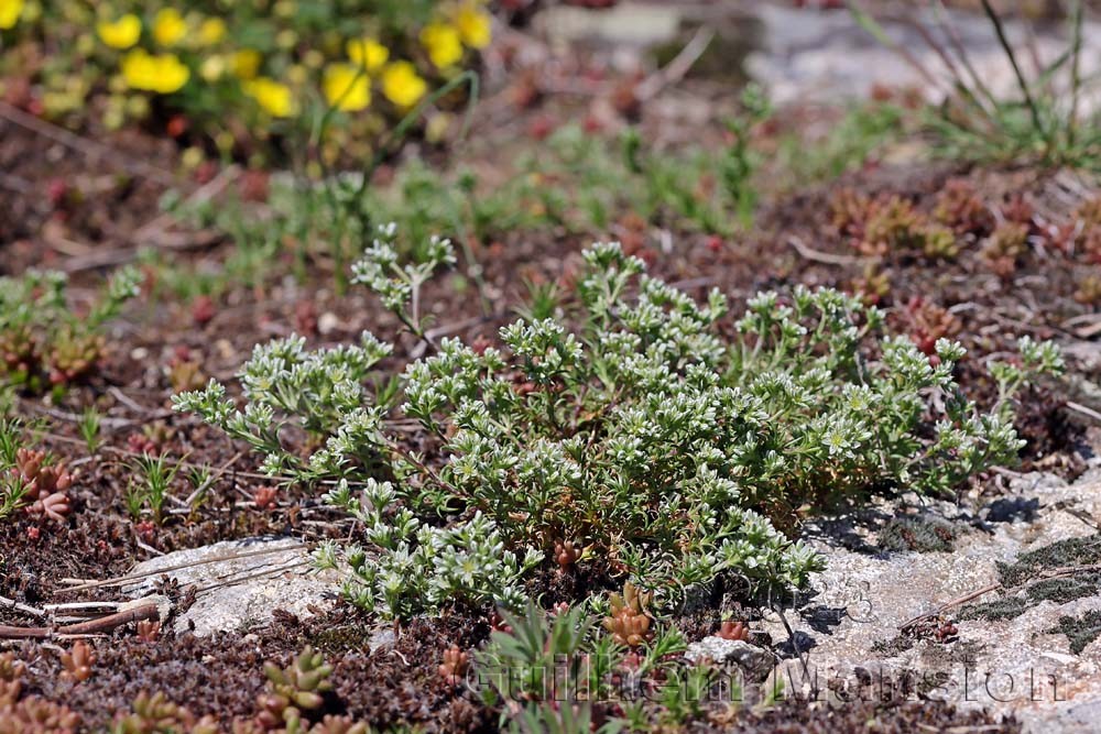 Scleranthus perennis