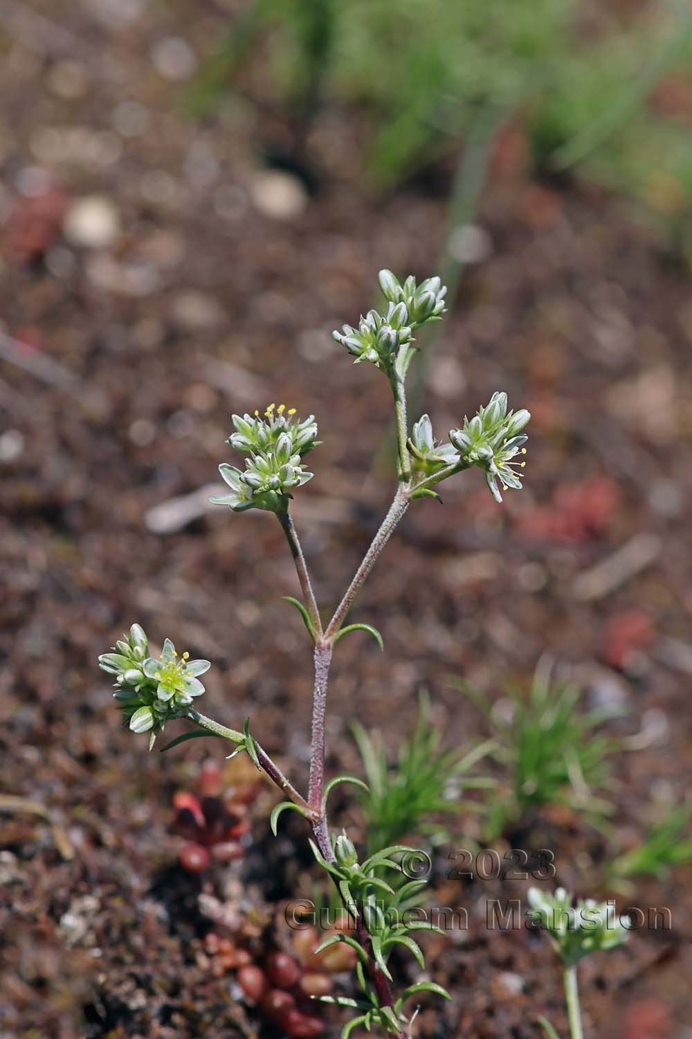 Scleranthus perennis