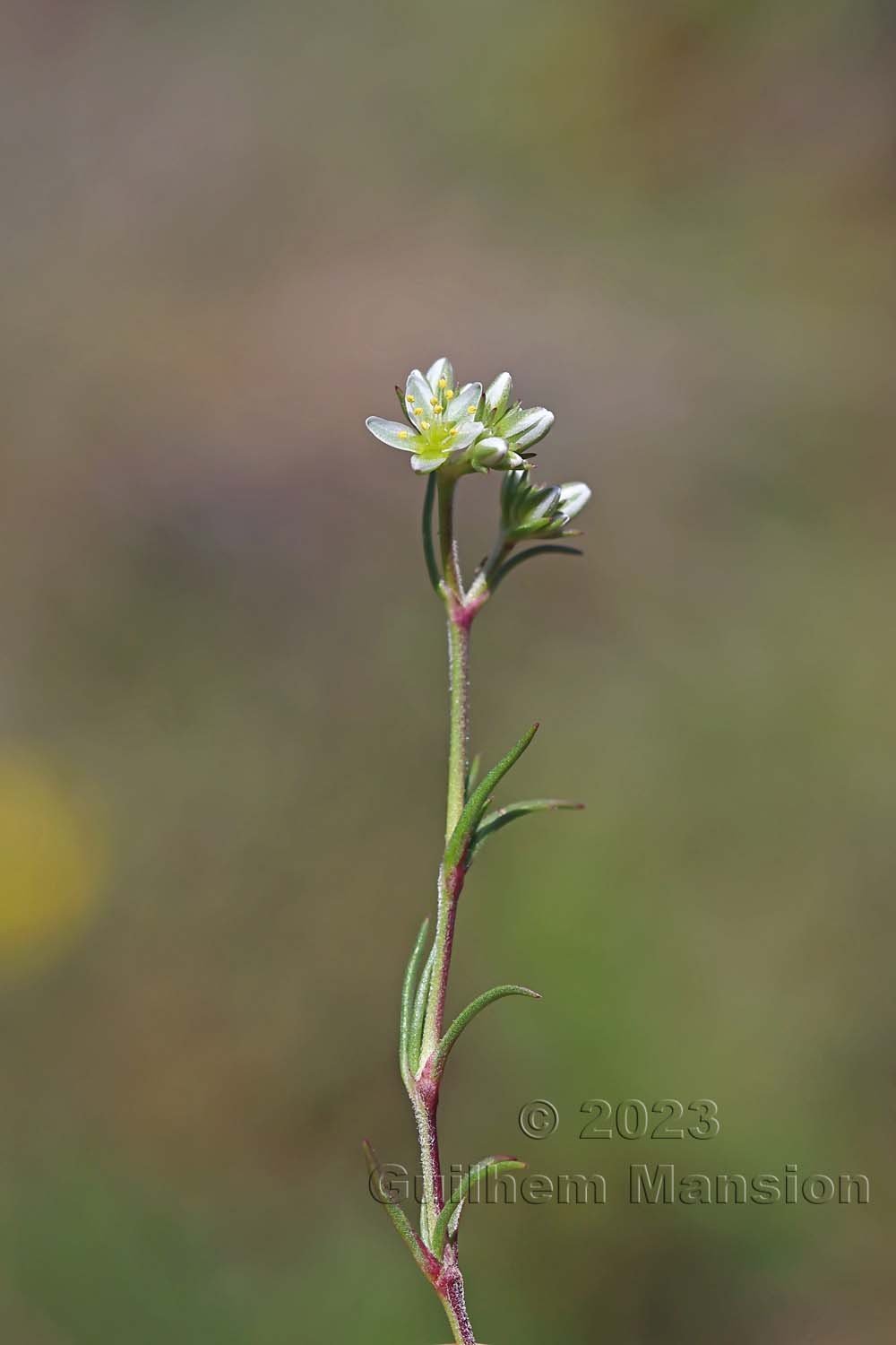 Scleranthus perennis