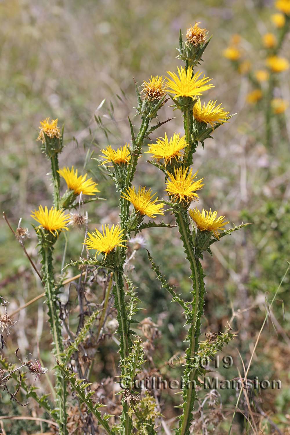 Scolymus grandiflorus