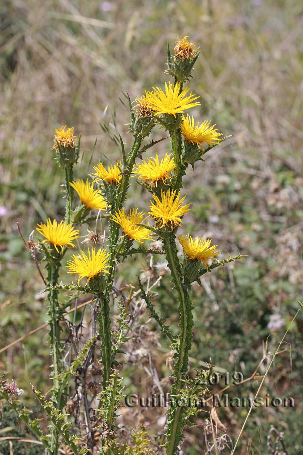 Scolymus grandiflorus