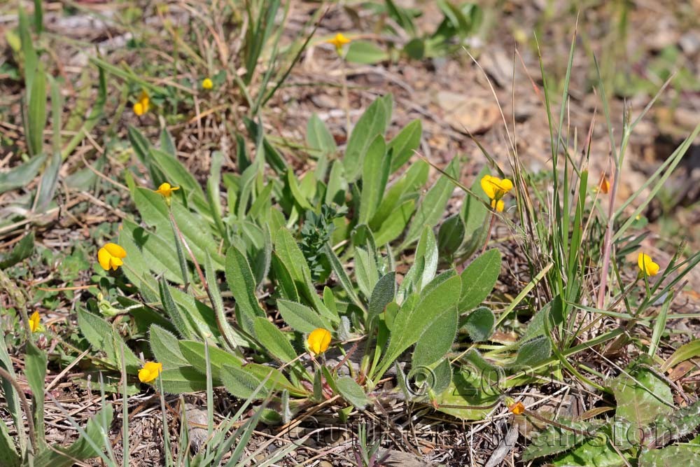 Scorpiurus vermiculatus