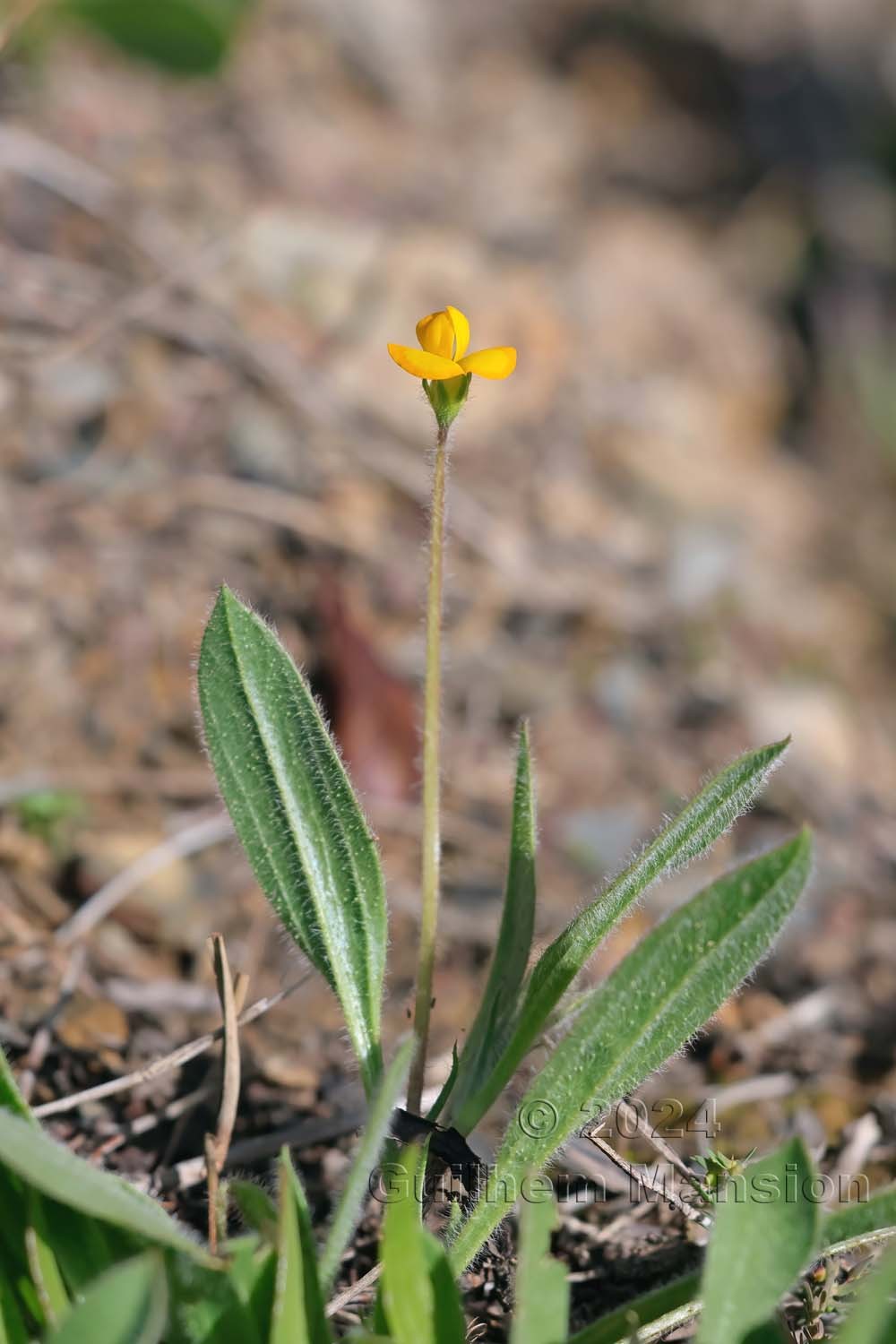 Scorpiurus vermiculatus