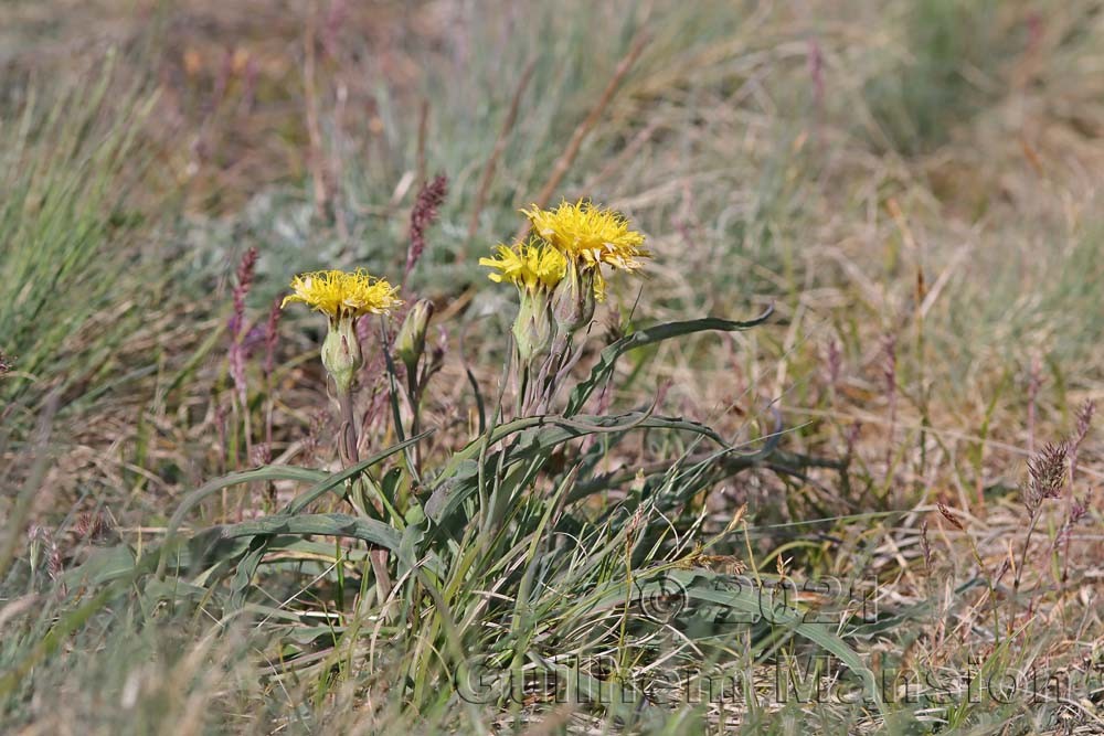 Scorzonera austriaca