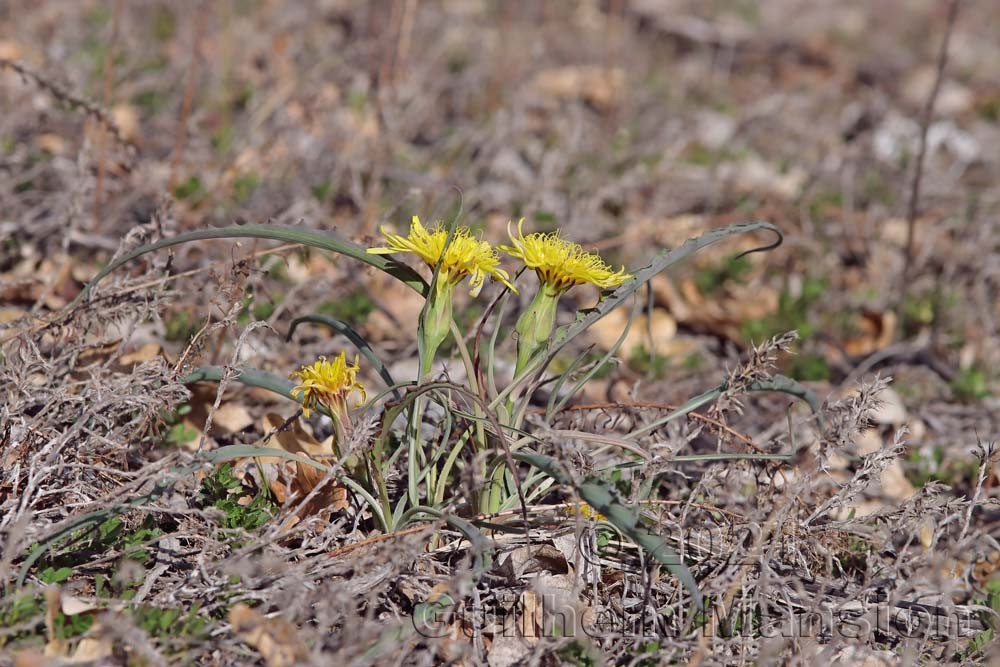 Scorzonera austriaca