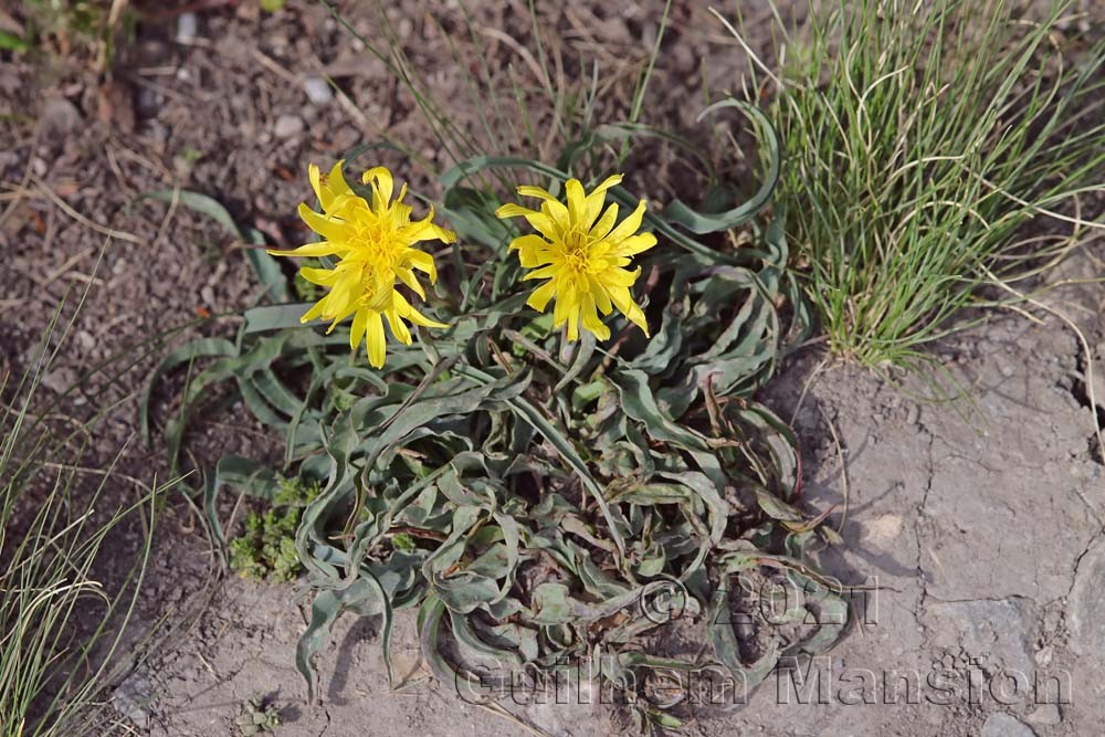 Scorzonera austriaca