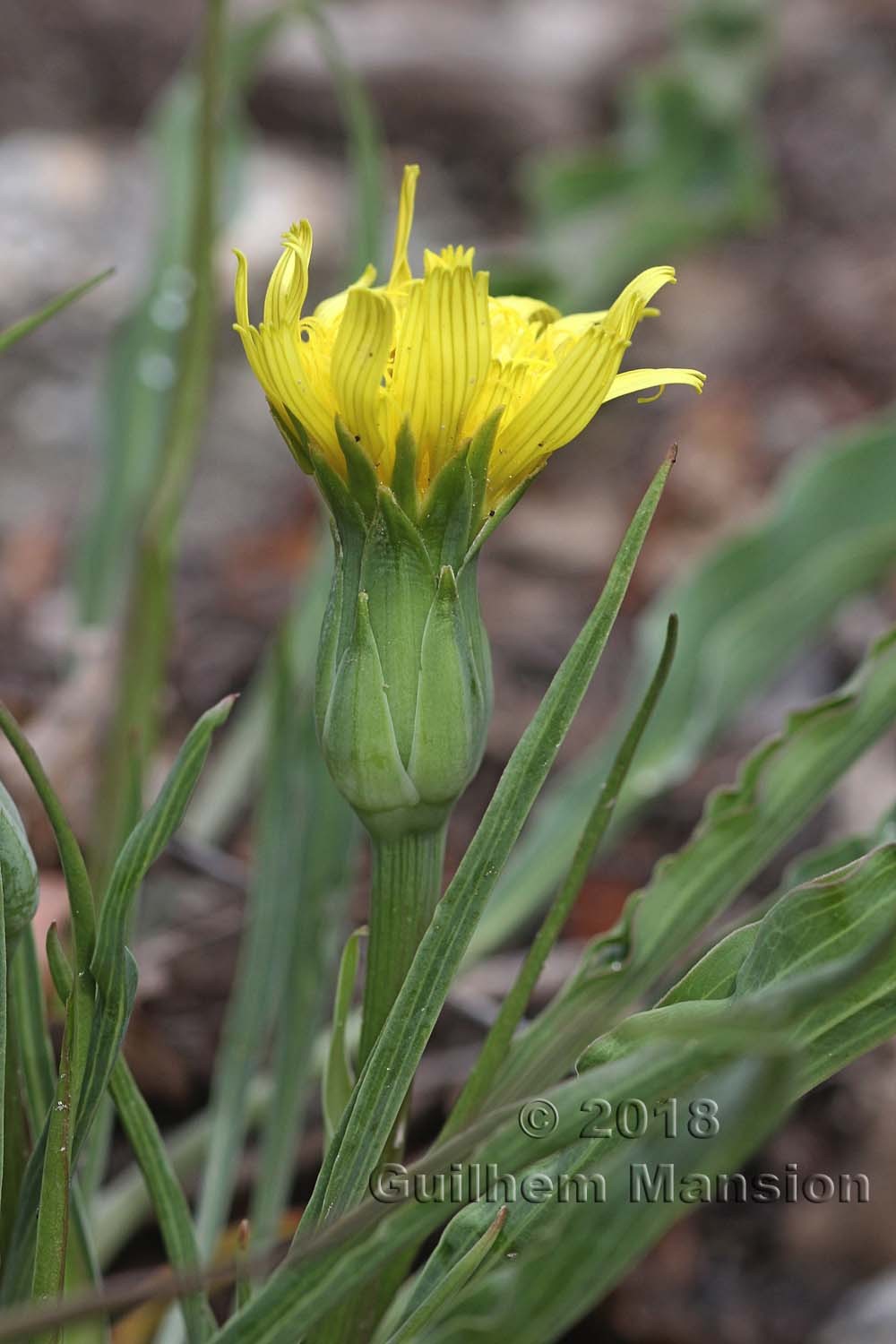 Scorzonera austriaca