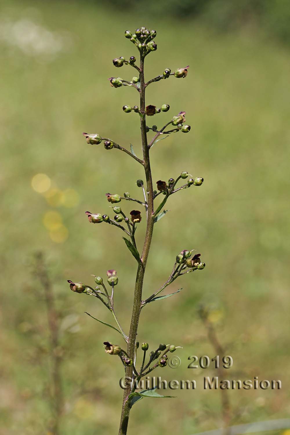 Scrophularia nodosa