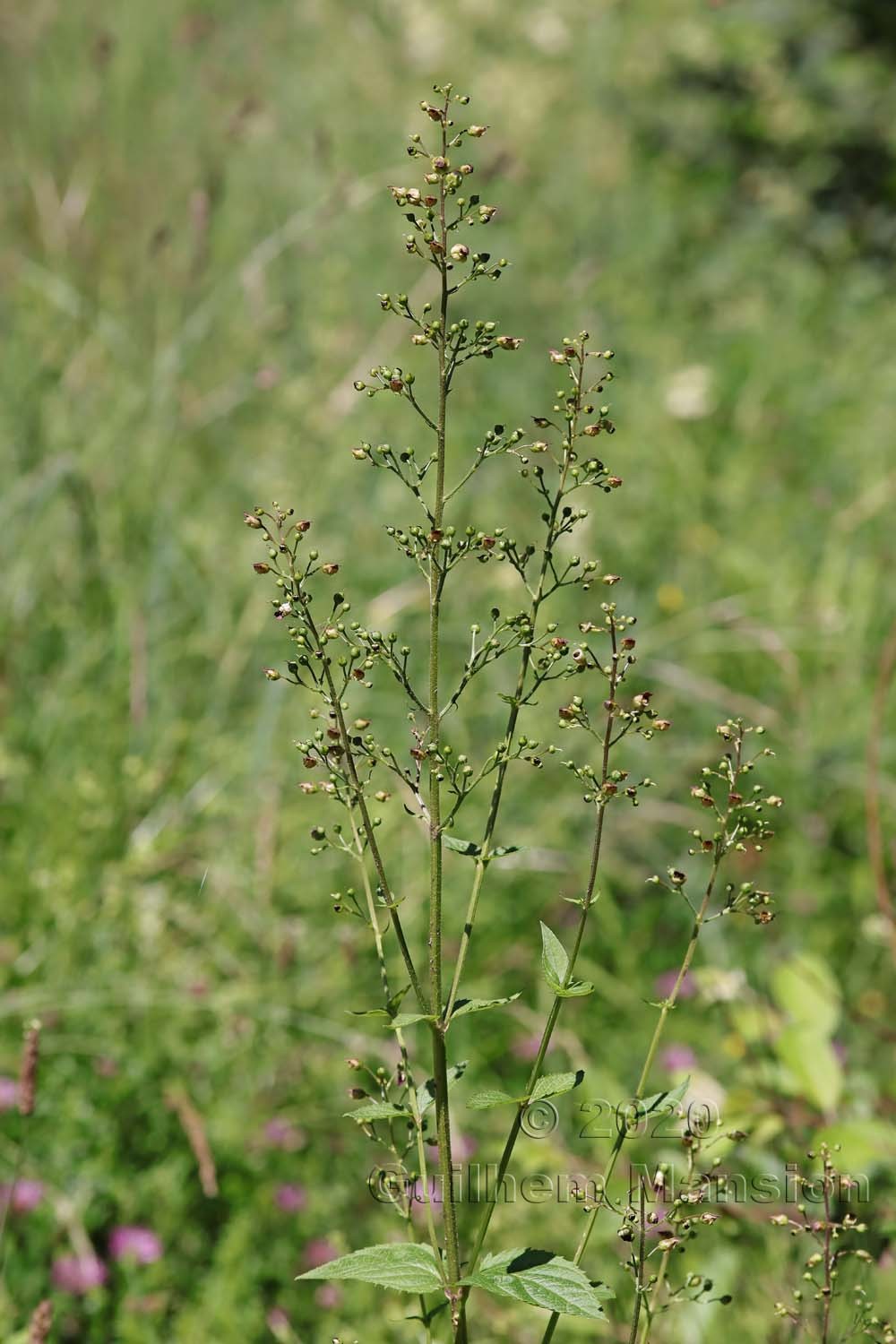 Scrophularia nodosa